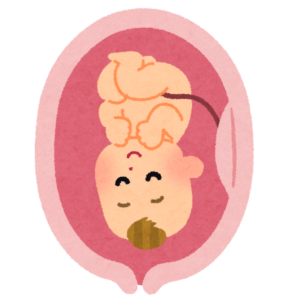 お腹の中でへその緒とつながっている胎児