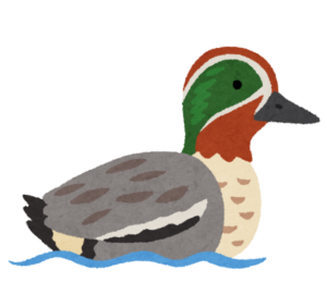 水鳥コガモのイラスト