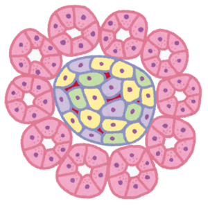 膵臓の細胞とランゲルハンス島のイラスト