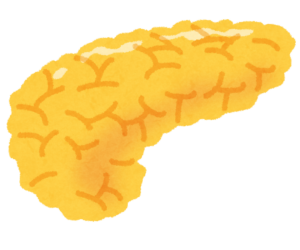 膵臓のイラスト