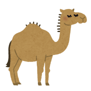 ラクダ