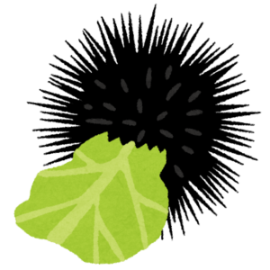 キャベツを食べるウニのイラスト