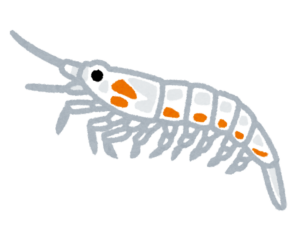 小さなエビのようなプランクトンのイラスト