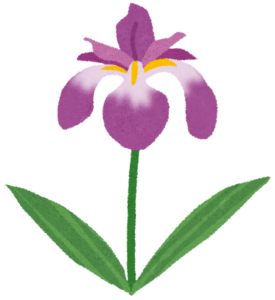 紫の花菖蒲が咲いているイラスト