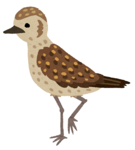 まだら模様の渡り鳥ムナグロのイラスト