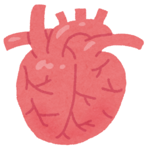 ヒトの心臓のイラスト