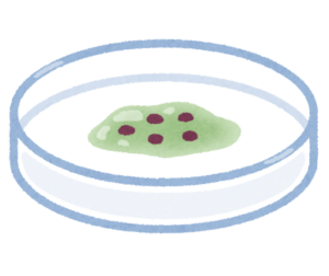 シャーレの中で培養されている細胞のイラスト