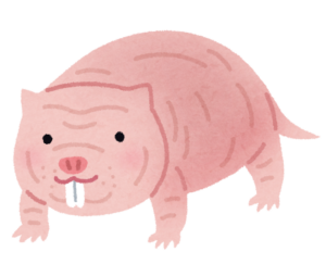 出っ歯で毛のないハダカデバネズミのイラスト