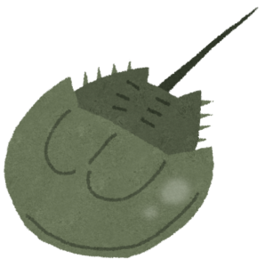 カブトガニのイラスト