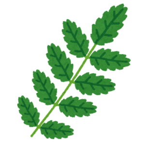 山椒の葉のイラスト
