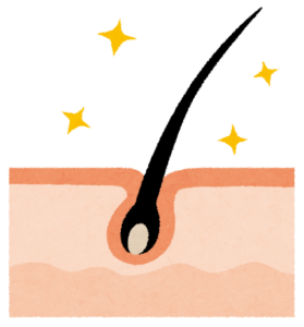 皮膚の断面と、毛穴から生えた1本の毛のイラスト
