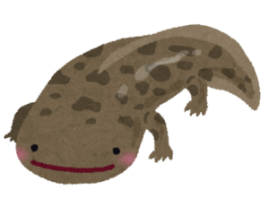 オオサンショウウオのイラスト
