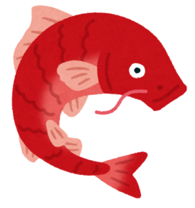 赤い緋鯉のイラスト