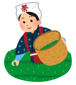 茶畑で茶摘みをする女性のイラスト
